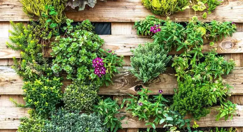 Практичные Идеи Для Озеленения Стен Внутри Дома
