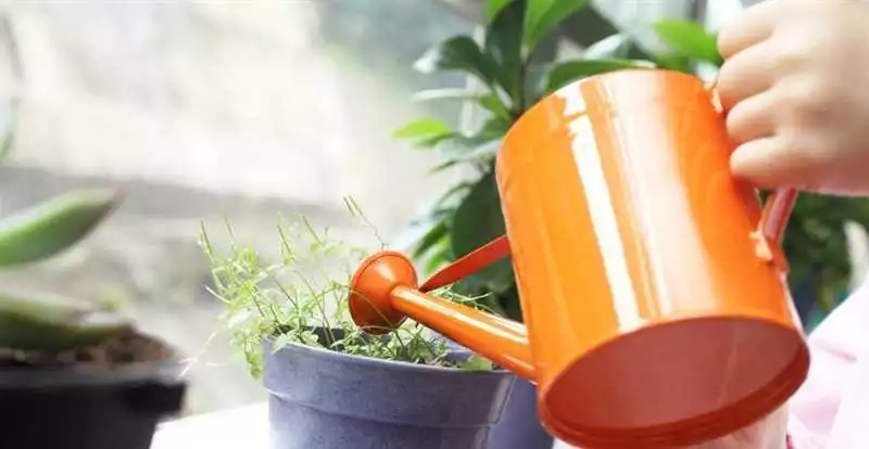 Основные рекомендации по уходу за растениями в дизайне вашего дома