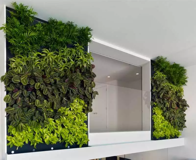 Растения Для Вертикальных Озеленений На Балконе