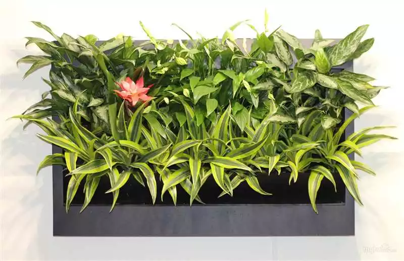 Лианы И Плющи: Идеальные Растения Для Вертикальных Стен