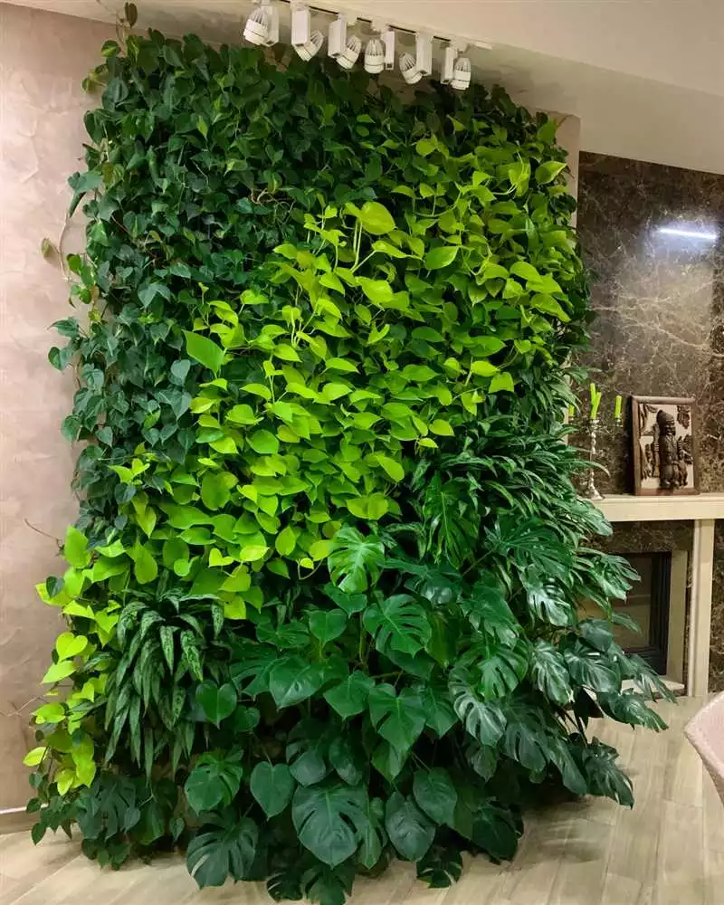 Красота На Стенах: Эстетические Качества Растений Для Вертикального Озеленения