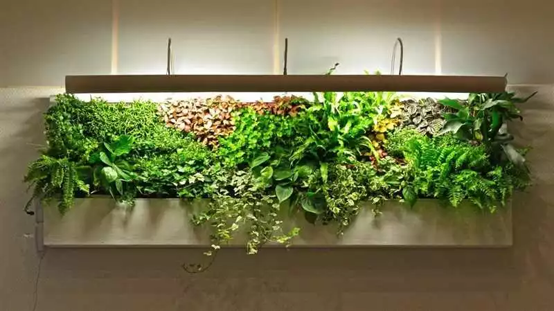 Топ-5 Растений Для Вертикального Озеленения Дома: Лучшие Растения Для Зеленых Стен